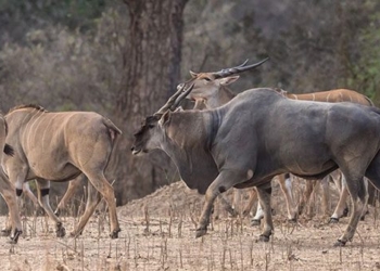 the secret about eland antelope the largest antelope species existing in the world 131452