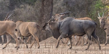 the secret about eland antelope the largest antelope species existing in the world 131452
