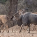 the secret about eland antelope the largest antelope species existing in the world 131452