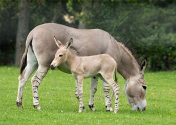 the secret of the african impala 129698