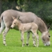 the secret of the african impala 129698
