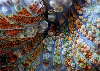 the secret of the shape may be the key to bacteria transformation 130582