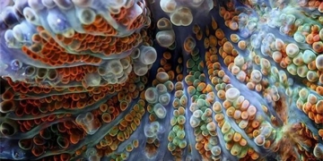 the secret of the shape may be the key to bacteria transformation 130582