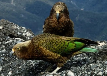 the smartest insect in the world likes to live at an altitude of 2000m 130949