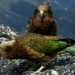 the smartest insect in the world likes to live at an altitude of 2000m 130949