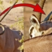 the spirit of soul survives with the wooden gun into the neck 129768