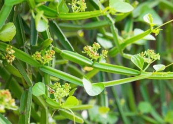 the truth about the climbing plant that is labeled as the wizards bone helping to cure joint diseases 131367
