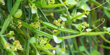 the truth about the climbing plant that is labeled as the wizards bone helping to cure joint diseases 131367