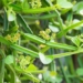 the truth about the climbing plant that is labeled as the wizards bone helping to cure joint diseases 131367