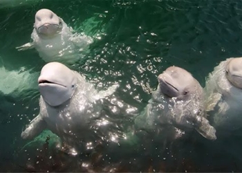 the truth behind the whale watching at trang an is what 130632