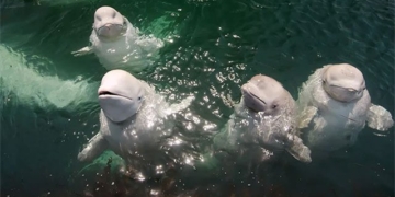 the truth behind the whale watching at trang an is what 130632