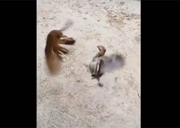 the unique moment of fighting between birds and chickens 130770