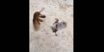 the unique moment of fighting between birds and chickens 130770
