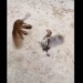 the unique moment of fighting between birds and chickens 130770