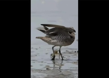 the unstoppable crab fights to the end with the bird and the tragic ending 130837