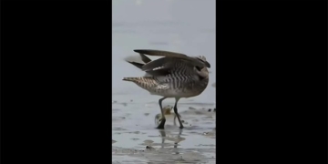the unstoppable crab fights to the end with the bird and the tragic ending 130837