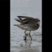 the unstoppable crab fights to the end with the bird and the tragic ending 130837