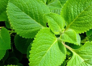 the wonderful benefits of lime leaves 129950