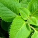the wonderful benefits of lime leaves 129950