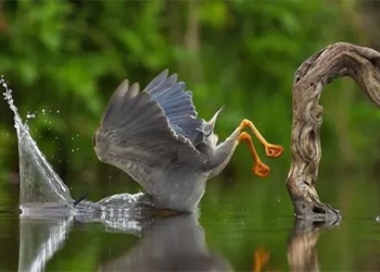 the works in the final round of the wildlife humor photo contest 130363