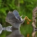 the works in the final round of the wildlife humor photo contest 130363