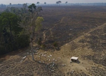 the world loses tropical forest areas with a dan mark of 130627