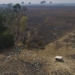 the world loses tropical forest areas with a dan mark of 130627