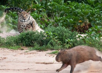 the worlds largest mouse is only as big as a basic cotton sock 129798