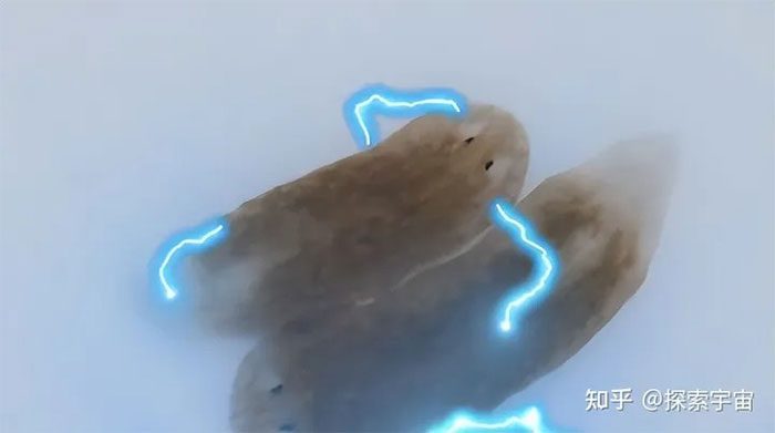 The regenerative ability of Planarians has deeply intrigued scientists.