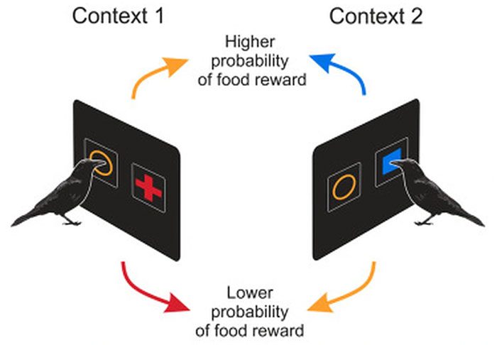 Description of the experiment conducted by the research team from the University of Tübingen, Germany.