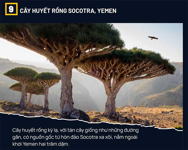 Dragon's blood tree