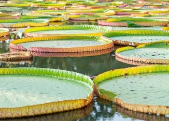 this is the healthiest leaf in the world and it can withstand the weight of an adult 131230