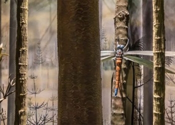 this is the largest insect ever to exist on earth 130662