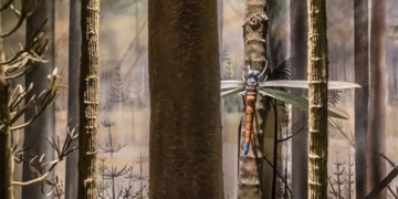 this is the largest insect ever to exist on earth 130662