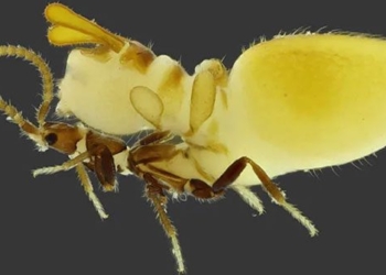 this is the laziest and most venomous insect on earth that does not bite but still has poison 130287