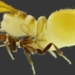 this is the laziest and most venomous insect on earth that does not bite but still has poison 130287
