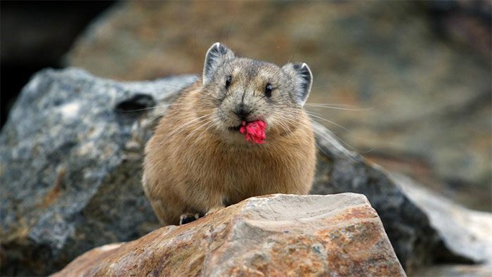 Plateau pikas are typical herbivores.