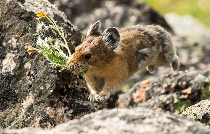 Plateau pikas provide habitat and shelter for other wildlife.