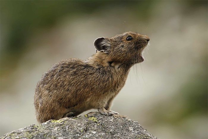 Plateau pikas are also considered "ecosystem engineers."