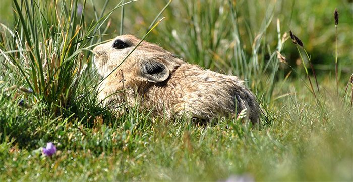 There are approximately 26 species of pika worldwide, including plateau pikas and Daur pikas.