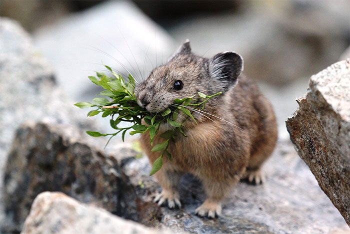 Plateau Pika