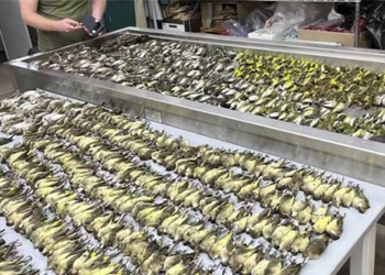 thousands of birds migrate to a building in chicago 130280