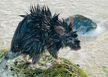 thousands of long haired rats take over coastal towns in australia 131363