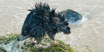 thousands of long haired rats take over coastal towns in australia 131363