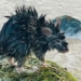 thousands of long haired rats take over coastal towns in australia 131363
