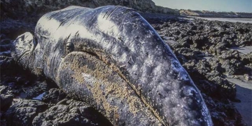 thousands of whales stranded on the beach mysteriously unexplainable at just sunrise 130482