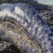 thousands of whales stranded on the beach mysteriously unexplainable at just sunrise 130482