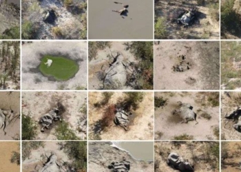 three years to decode the voodoo in africa russia is about to fall and die in droves 130601