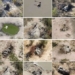three years to decode the voodoo in africa russia is about to fall and die in droves 130601