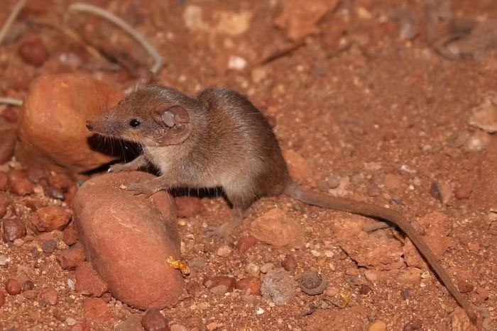 One of the newly discovered marsupial species in Australia.